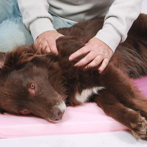 Hundeauslaufgebiet-Waufit Mobile Tierphysiotherapie-Bild