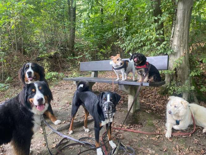 Hundeauslaufgebiet-Hund, Katze & Co.-Bild