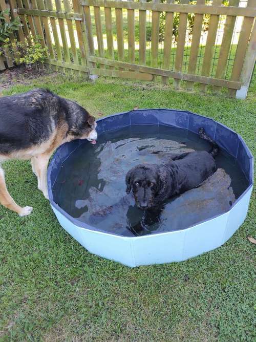Hundeauslaufgebiet-LAMALO Seelensprache-Bild