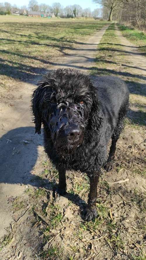 Hundeauslaufgebiet-LAMALO Seelensprache-Bild