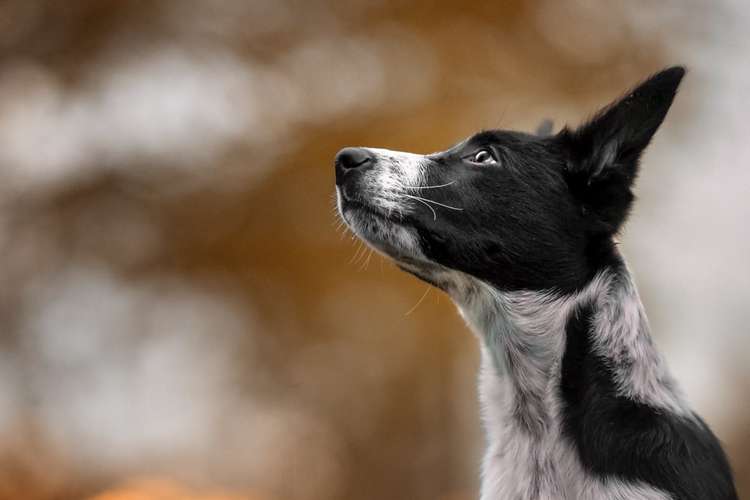 Hundeauslaufgebiet-Hundephysiotherapie & Osteopathie Martina Eckardt-Bild