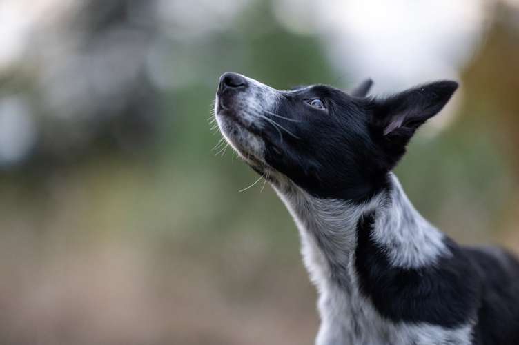 Hundeauslaufgebiet-Hundephysiotherapie & Osteopathie Martina Eckardt-Bild