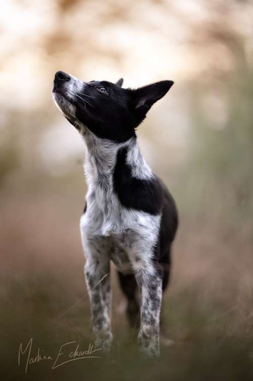 Hundeauslaufgebiet-Hundephysiotherapie & Osteopathie Martina Eckardt-Bild