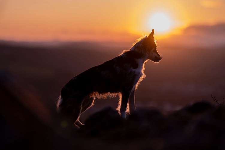 Hundeauslaufgebiet-Hundephysiotherapie & Osteopathie Martina Eckardt-Bild