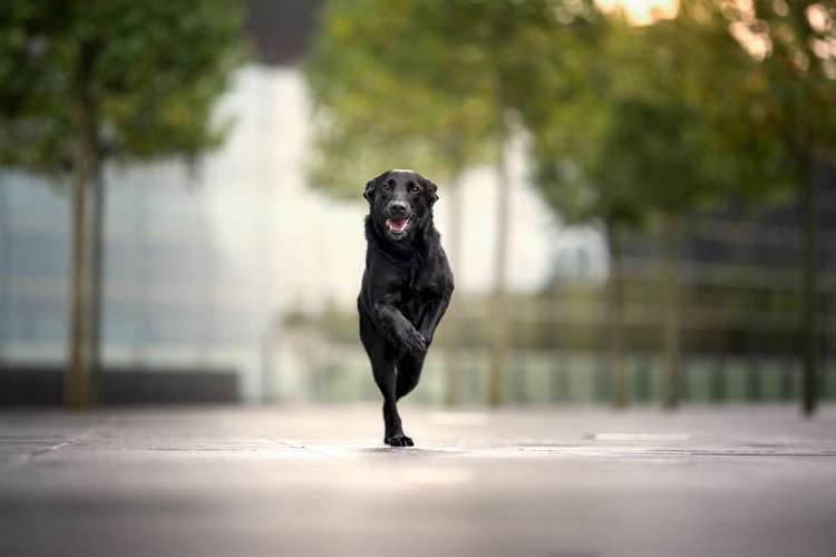 Hundeauslaufgebiet-Hundephysiotherapie & Osteopathie Martina Eckardt-Bild