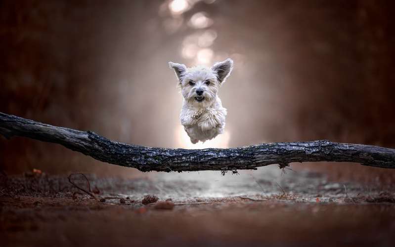 Hundeauslaufgebiet-Hundephysiotherapie & Osteopathie Martina Eckardt-Bild