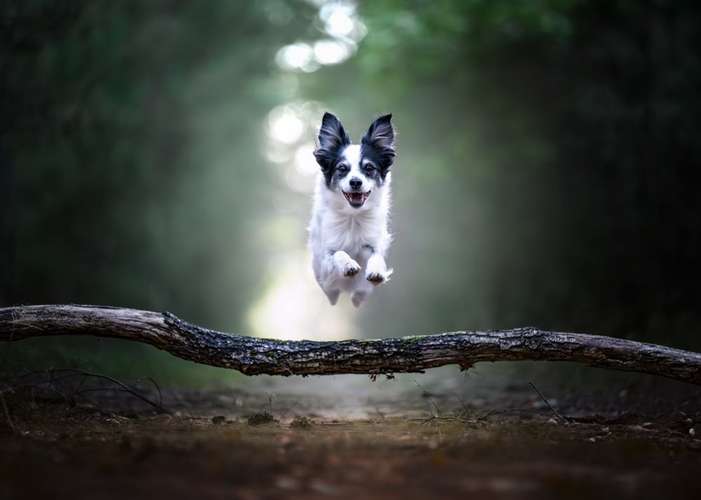 Hundeauslaufgebiet-Hundephysiotherapie & Osteopathie Martina Eckardt-Bild