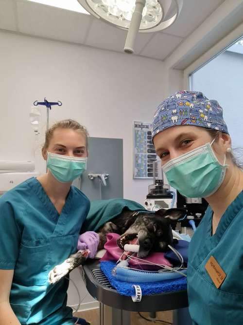 Hundeauslaufgebiet-Tierarztpraxis im Schwabachgrund-Bild