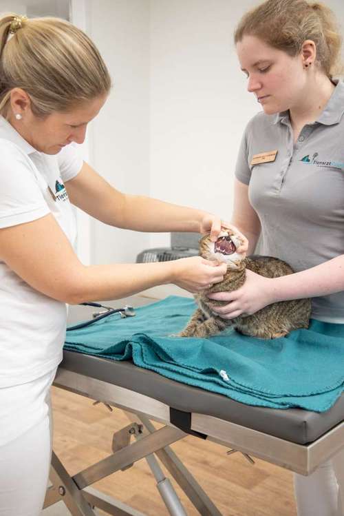 Hundeauslaufgebiet-Tierarztpraxis im Schwabachgrund-Bild