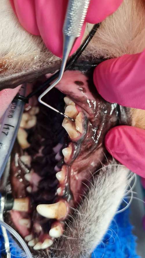 Hundeauslaufgebiet-Tierarztpraxis im Schwabachgrund-Bild