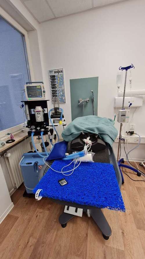 Hundeauslaufgebiet-Tierarztpraxis im Schwabachgrund-Bild