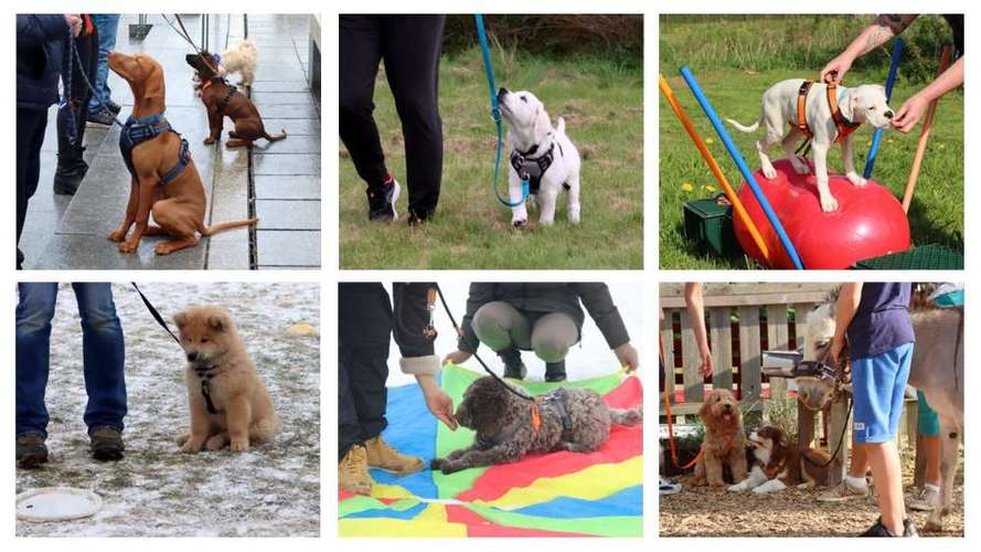 Hundeauslaufgebiet-Rundumhund-Ostalb, Angelika Prinz-Bild