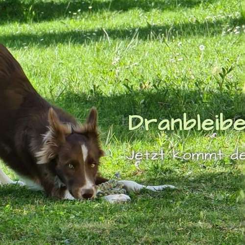 Hundeauslaufgebiet-Hundeservice Geldner - Hundeschule & Gassi-Service-Bild