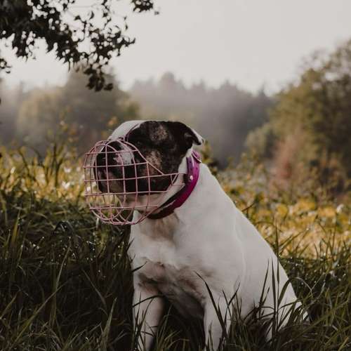 Hundeauslaufgebiet-Maulkorbliebe-Bild
