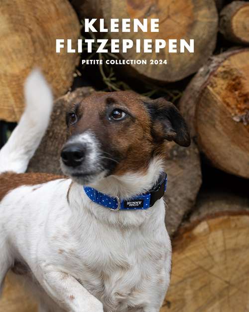 Hundeauslaufgebiet-Hundetraining myDog-Bild