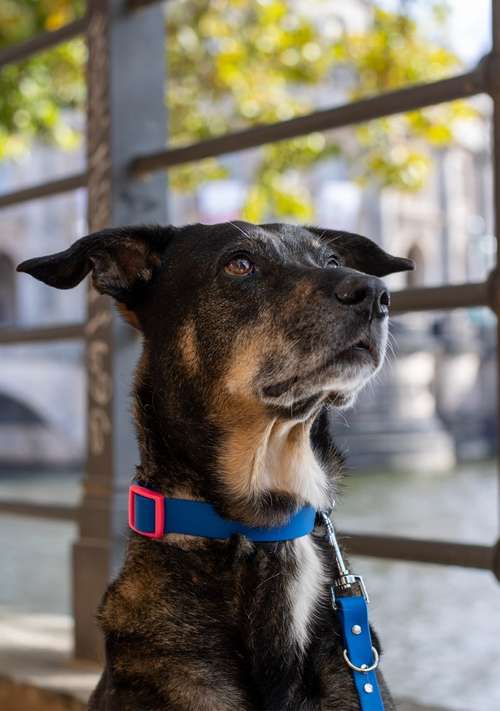 Hundeauslaufgebiet-Sunny Berlin-Bild