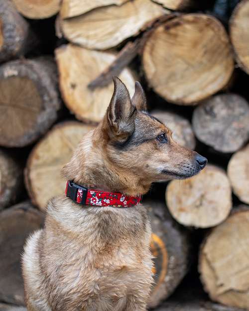 Hundeauslaufgebiet-Sunny Berlin-Bild