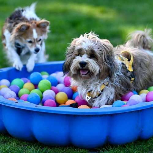 Hundeauslaufgebiet-Melanie's Pfotenschule-Bild