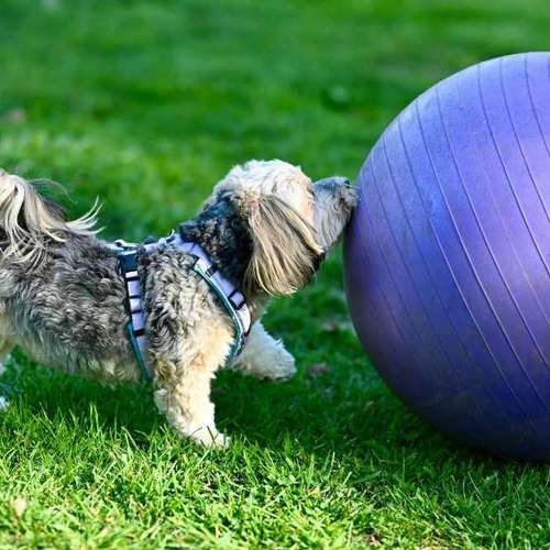 Hundeauslaufgebiet-Melanie's Pfotenschule-Bild