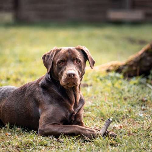 Hundeauslaufgebiet-Jan's Hundeschule-Bild