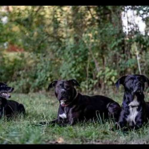 Hundeauslaufgebiet-Glückliche Hundepfoten by Catrin Hendl-Bild