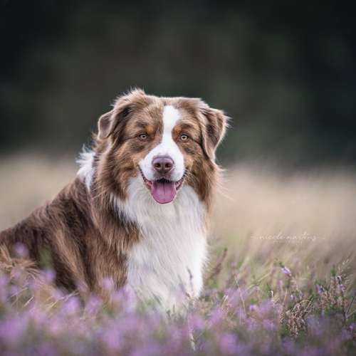 Hundeauslaufgebiet-Nicole Martens Fotografie-Bild