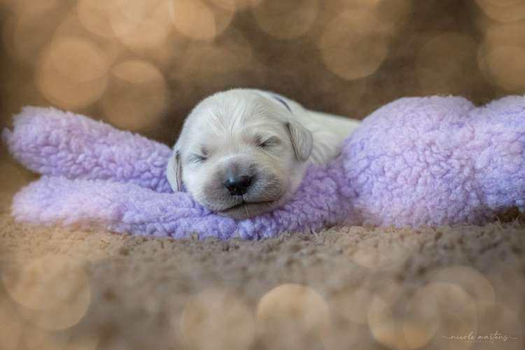 Hundeauslaufgebiet-Nicole Martens Fotografie-Bild