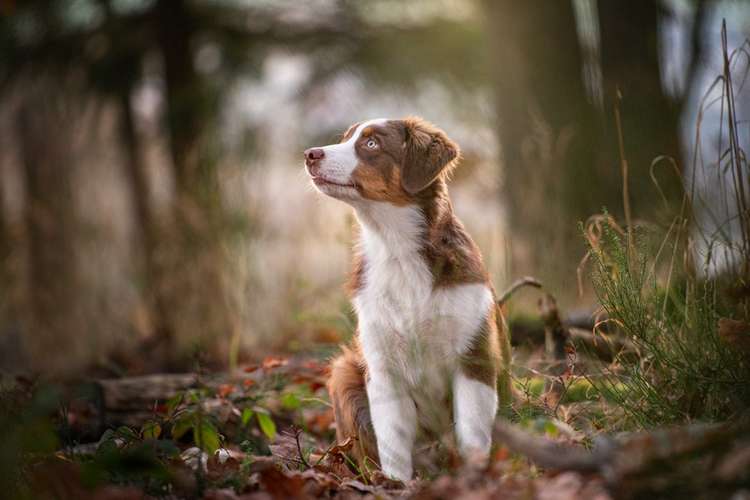 Hundeauslaufgebiet-Nicole Martens Fotografie-Bild