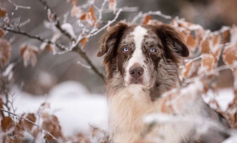 Hundeauslaufgebiet-Nicole Martens Fotografie-Bild