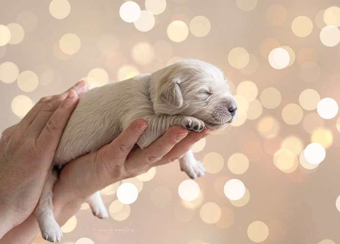 Hundeauslaufgebiet-Nicole Martens Fotografie-Bild