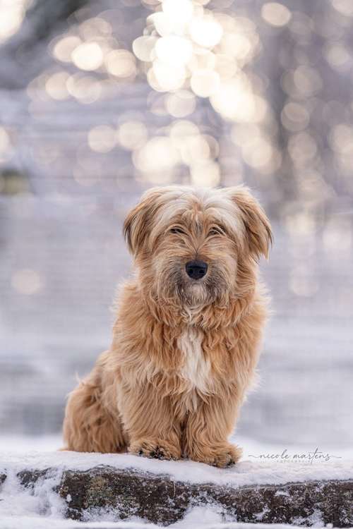 Hundeauslaufgebiet-Nicole Martens Fotografie-Bild