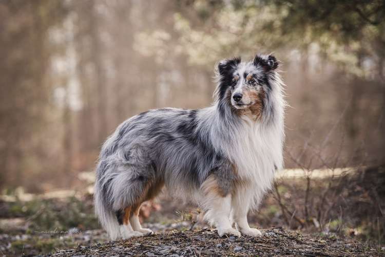 Hundeauslaufgebiet-Nicole Martens Fotografie-Bild