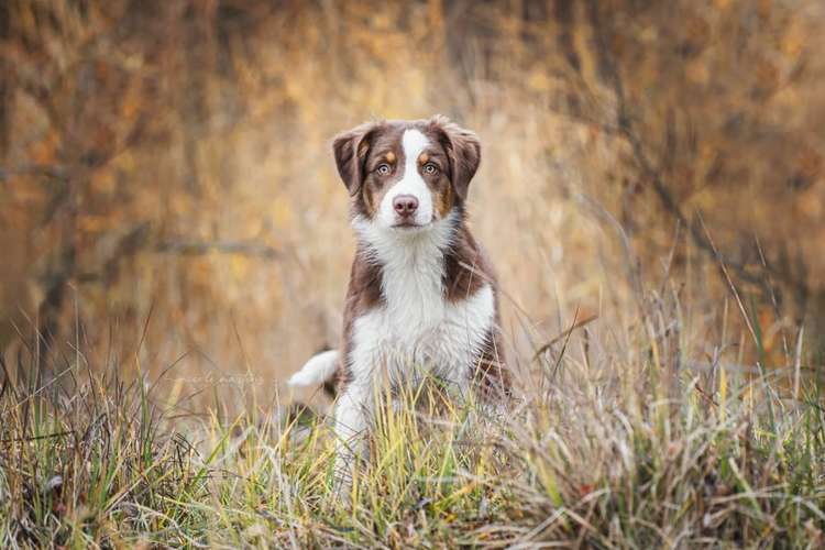 Hundeauslaufgebiet-Nicole Martens Fotografie-Bild