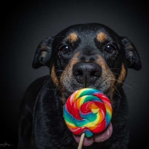 Hundeauslaufgebiet-Nicole Martens Fotografie-Bild