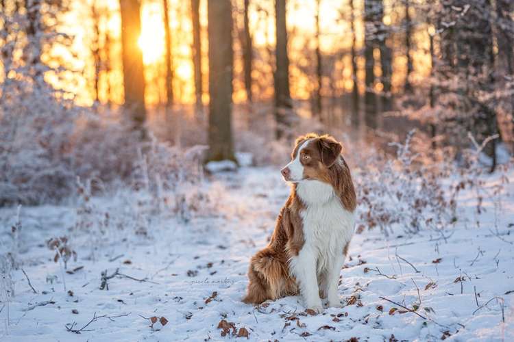 Hundeauslaufgebiet-Nicole Martens Fotografie-Bild