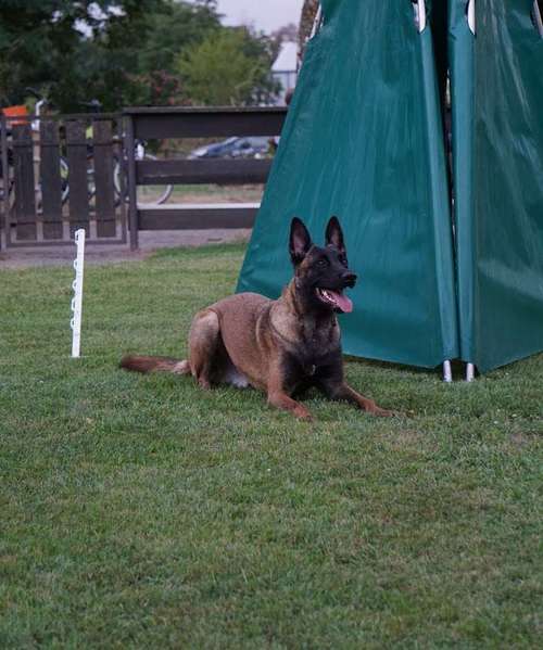 Hundeauslaufgebiet-SV OG Babenhausen-Bild