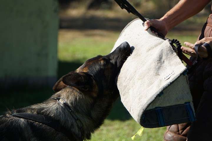 Hundeauslaufgebiet-SV OG Babenhausen-Bild