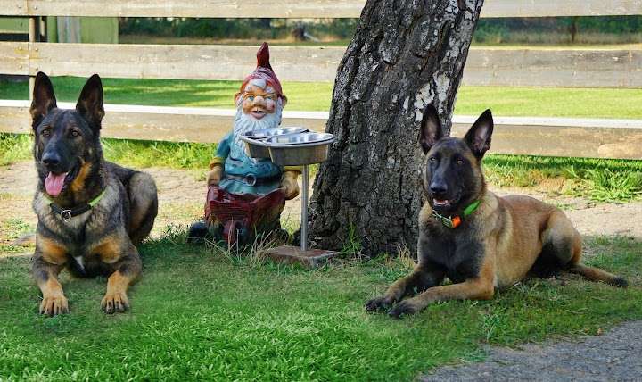 Hundeauslaufgebiet-SV OG Babenhausen-Bild