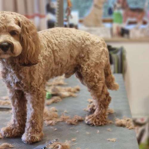 Hundeauslaufgebiet-Hunde- und Katzensalon Gaby Schlegel-Bild