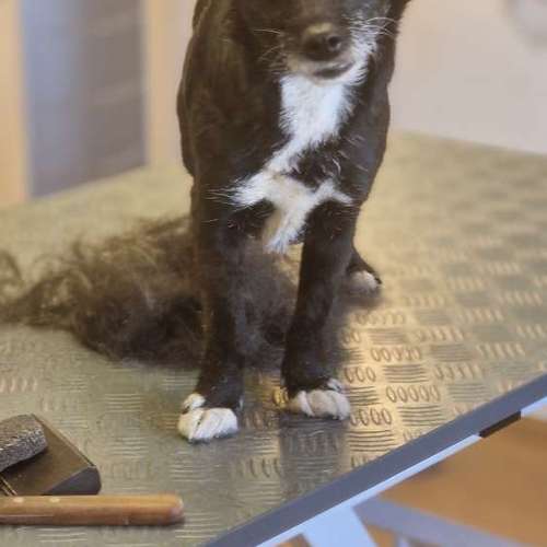 Hundeauslaufgebiet-Hunde- und Katzensalon Gaby Schlegel-Bild