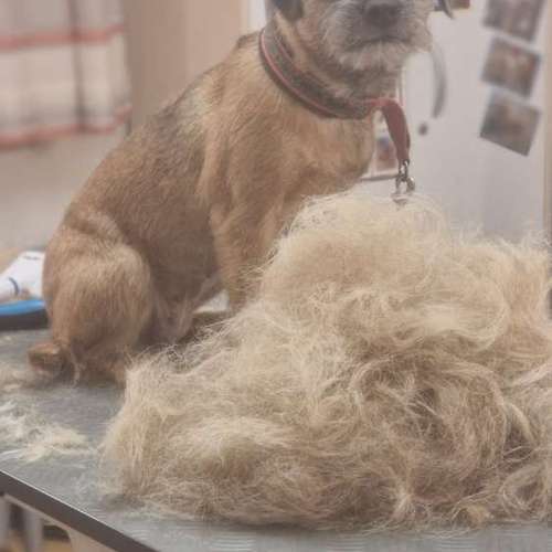 Hundeauslaufgebiet-Hunde- und Katzensalon Gaby Schlegel-Bild
