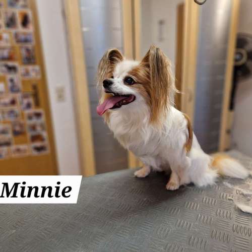 Hundeauslaufgebiet-Hunde- und Katzensalon Gaby Schlegel-Bild