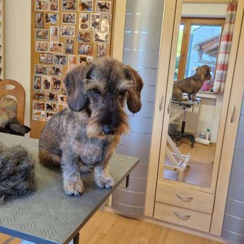 Hundeauslaufgebiet-Hunde- und Katzensalon Gaby Schlegel-Bild