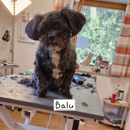 Hundeauslaufgebiet-Hunde- und Katzensalon Gaby Schlegel-Bild