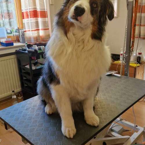 Hundeauslaufgebiet-Hunde- und Katzensalon Gaby Schlegel-Bild