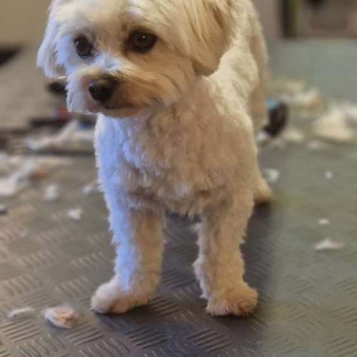 Hundeauslaufgebiet-Hunde- und Katzensalon Gaby Schlegel-Bild