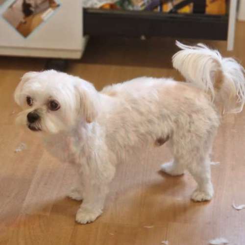 Hundeauslaufgebiet-Hunde- und Katzensalon Gaby Schlegel-Bild