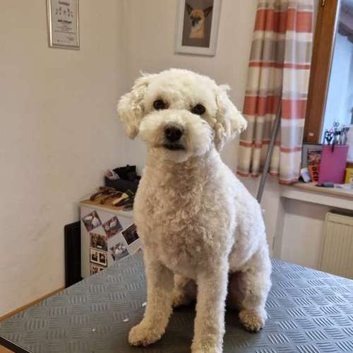 Hundeauslaufgebiet-Hunde- und Katzensalon Gaby Schlegel-Bild