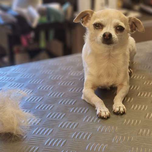 Hundeauslaufgebiet-Hunde- und Katzensalon Gaby Schlegel-Bild