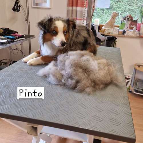 Hundeauslaufgebiet-Hunde- und Katzensalon Gaby Schlegel-Bild